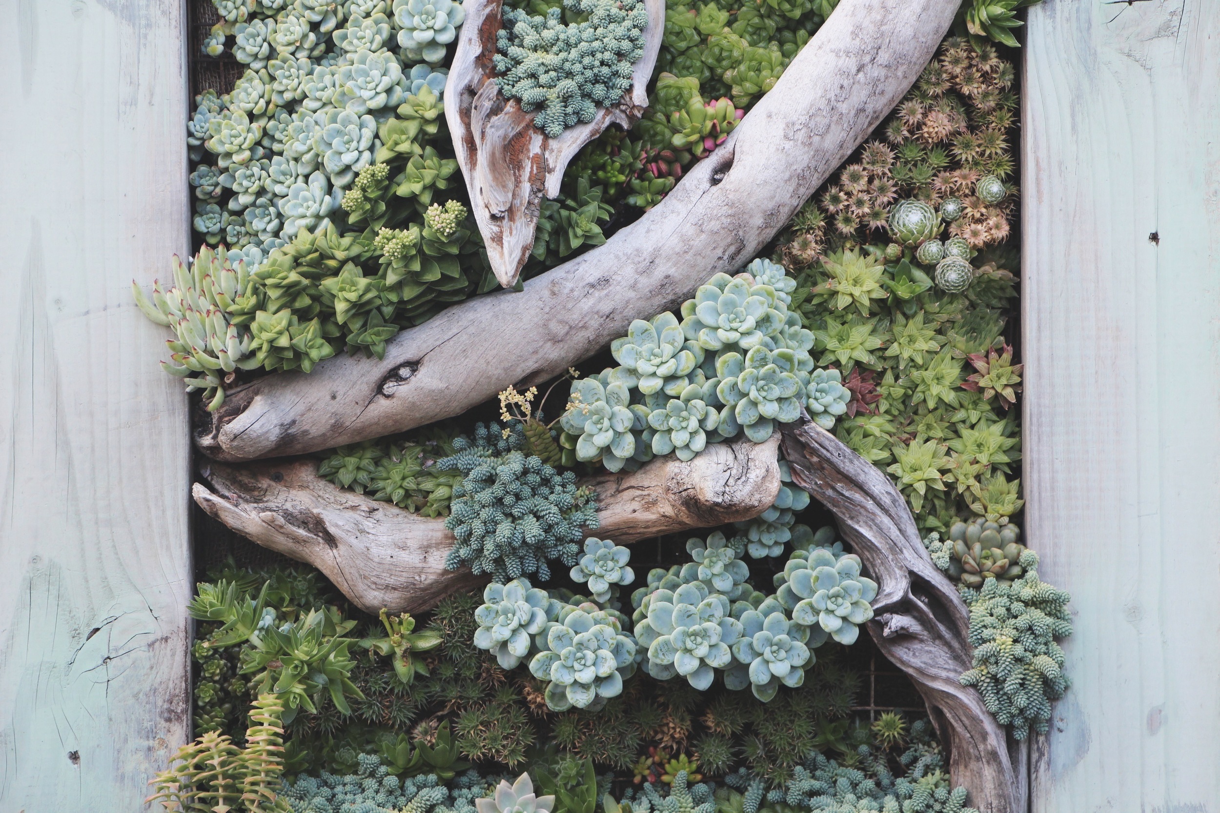 Vertical Succulent Frame Wall at Succulent Cafe Oceanside via Needles + Leaves